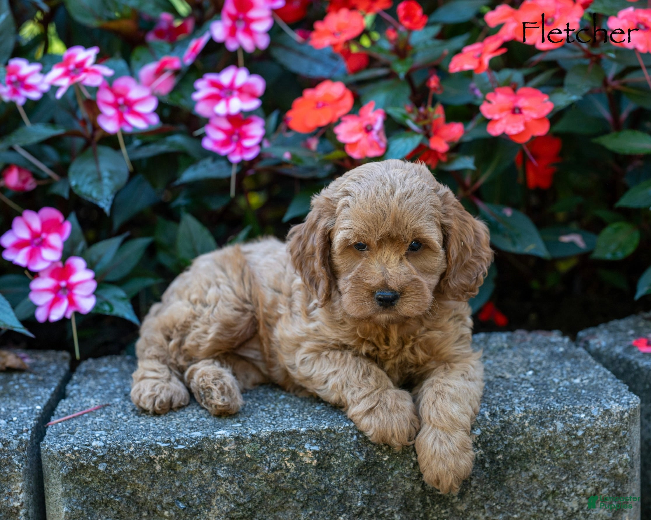 Cockapoo dogs Fletcher  - Ad 1