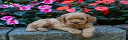 Cockapoo dogs for sale: Fletcher  - Ad 1