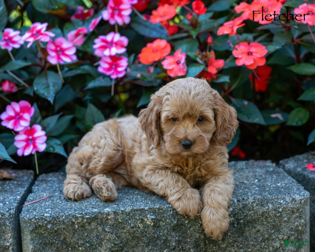 Cockapoo dogs for sale: Fletcher  - Ad 1