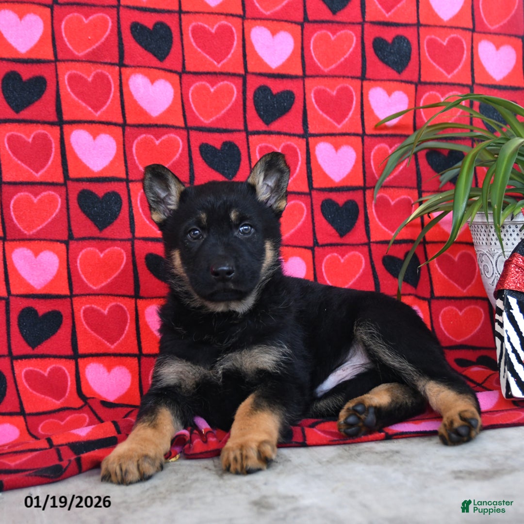 German Shepherd dogs for sale: Quaker - Ad 3