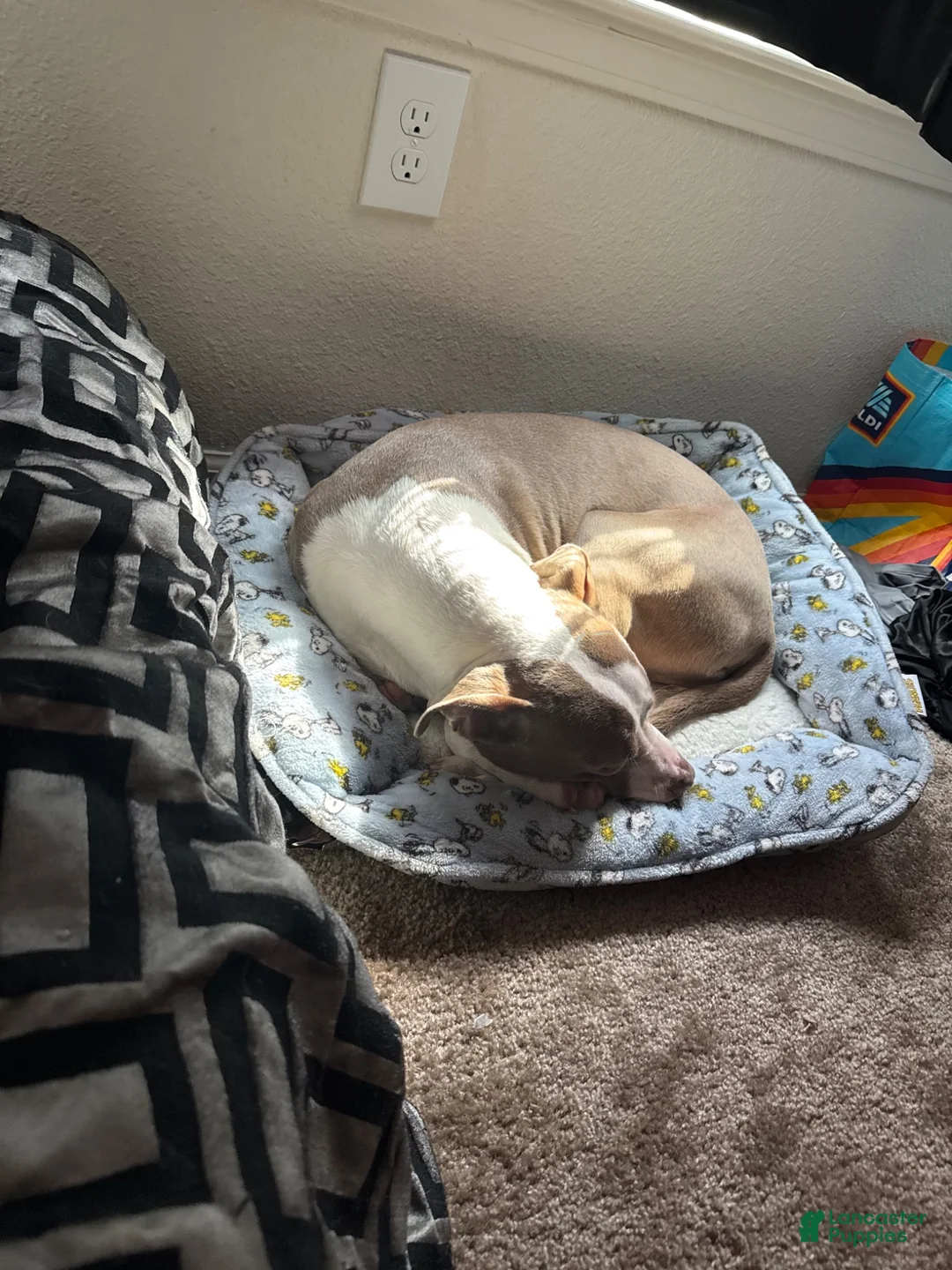 Mixed Breed dogs for sale: jellybean - Ad 4