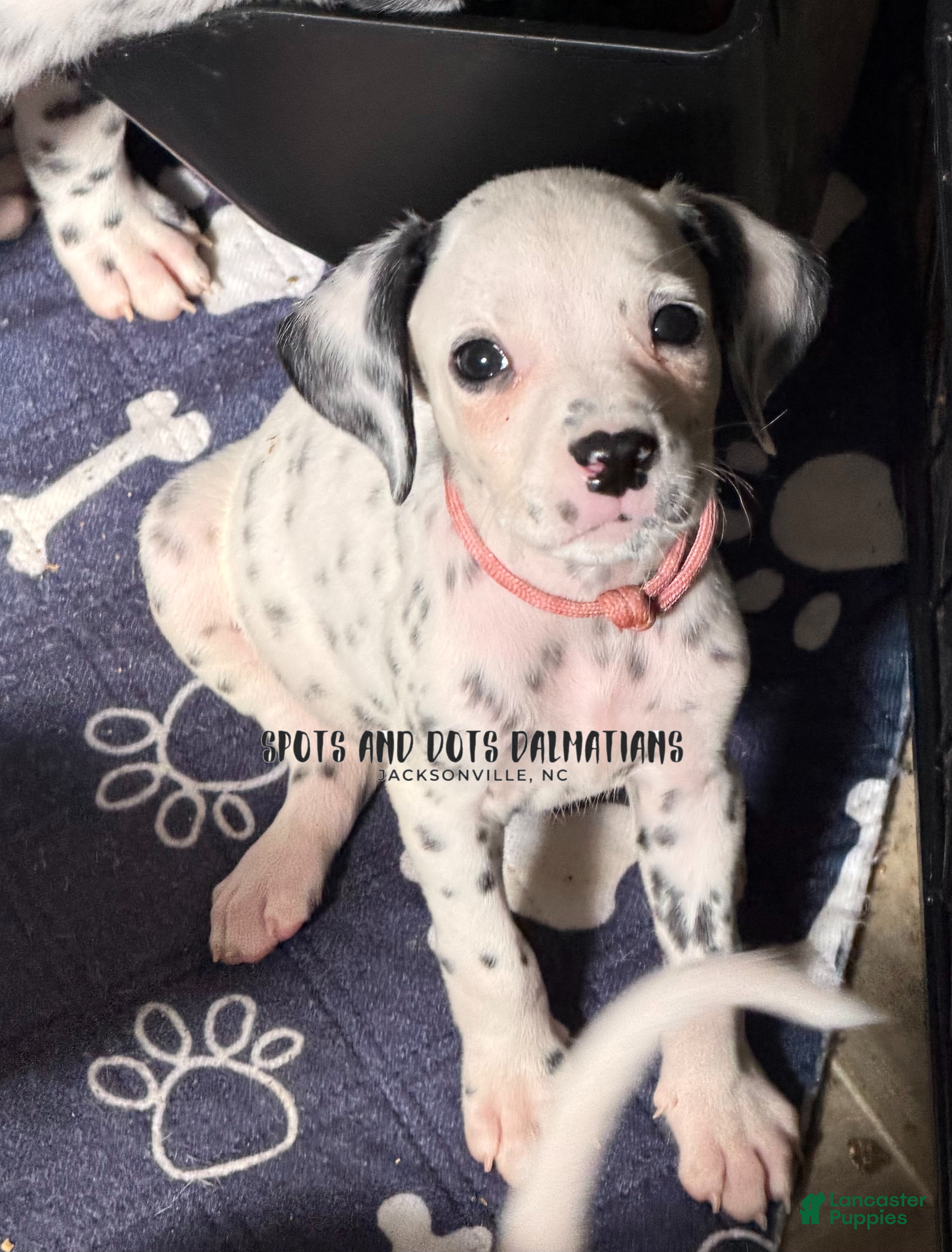 Dalmatian dogs Lulu - Ad 1