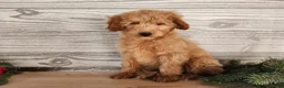 Mini Goldendoodle dogs for sale: Reno - Ad 3