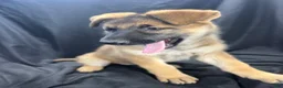 German Shepherd dogs for sale: Bella - Ad 10