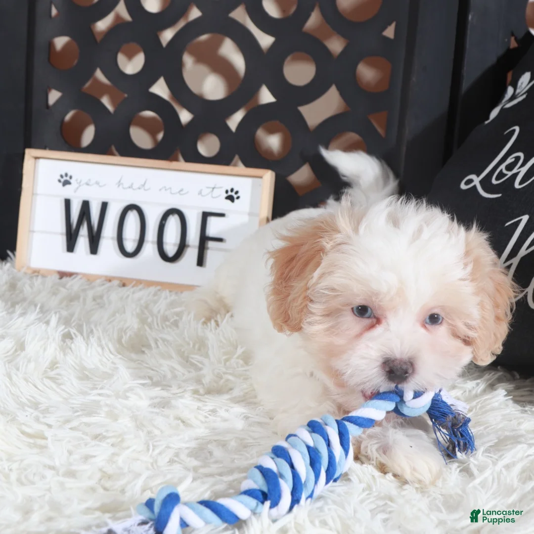 Shihpoo dogs for sale: Chase Blue eyed Shihpoo Puppy - Ad 4