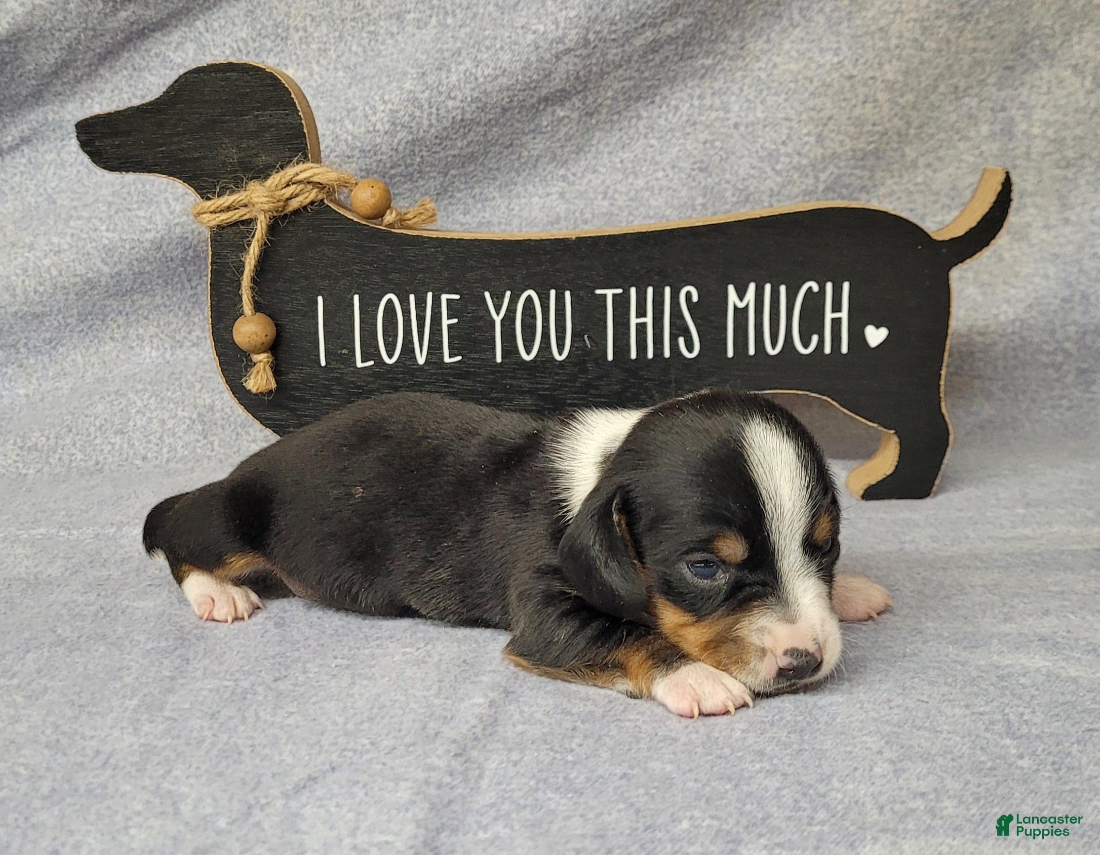 Miniature Dachshund dogs for sale: Hulk AKC Registered  - Ad 1