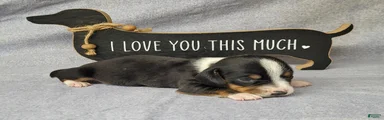 Hulk AKC Registered 