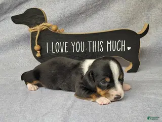 Miniature Dachshund dogs for sale: Hulk AKC Registered - Ad 1