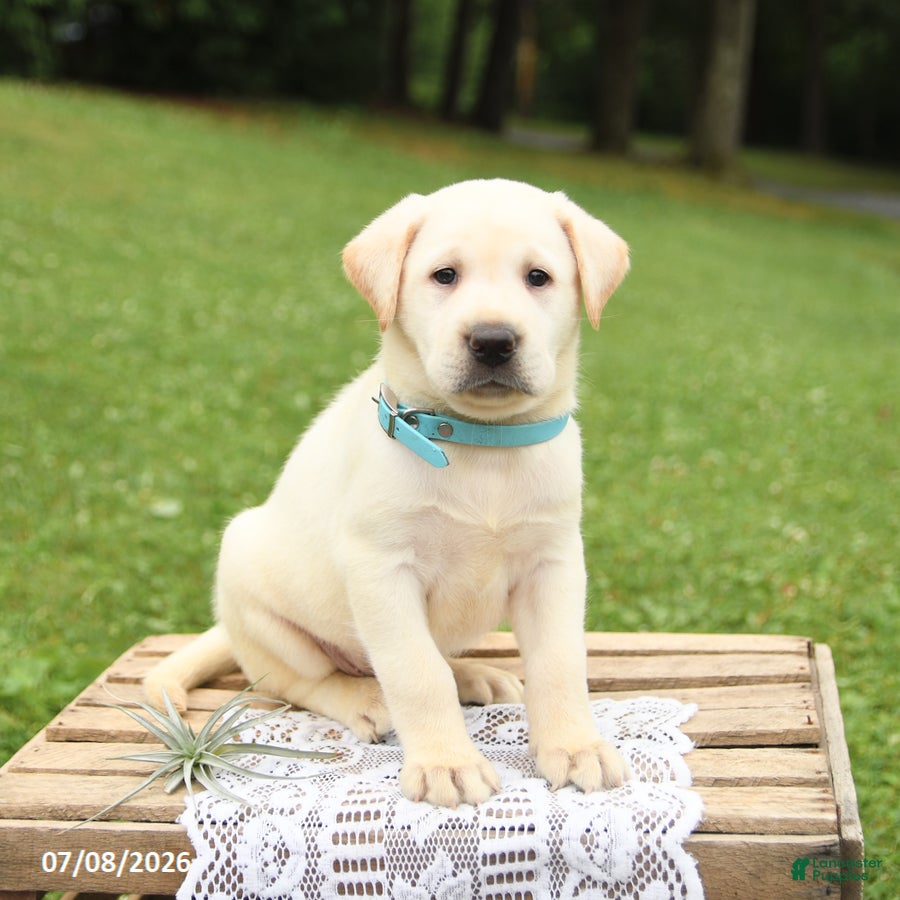 Labrador Retriever dogs Miles - Ad 1