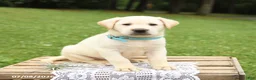 Labrador Retriever dogs for sale: Miles - Ad 1