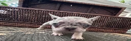 French Bulldog dogs for sale: French Bulldog 7 - Ad 3