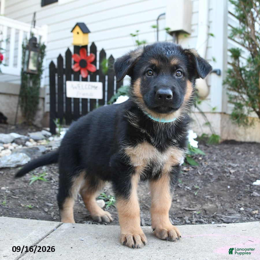 German Shepherd dogs River - Ad 2
