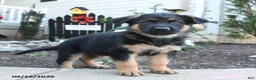 German Shepherd dogs for sale: River - Ad 2