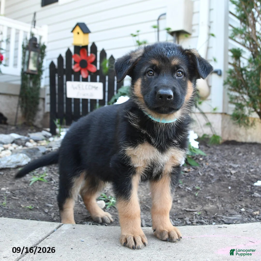 German Shepherd dogs for sale: River - Ad 2