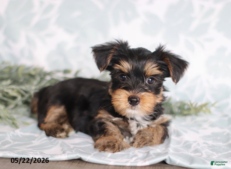 Yorkshire Terrier dogs Mike - Ad 2