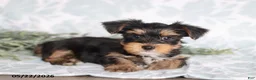 Yorkshire Terrier dogs for sale: Mike - Ad 2