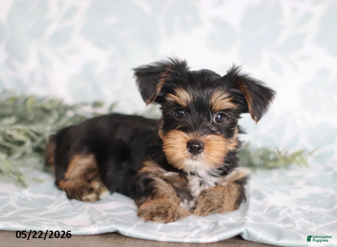 Yorkshire Terrier dogs for sale: Mike - Ad 2