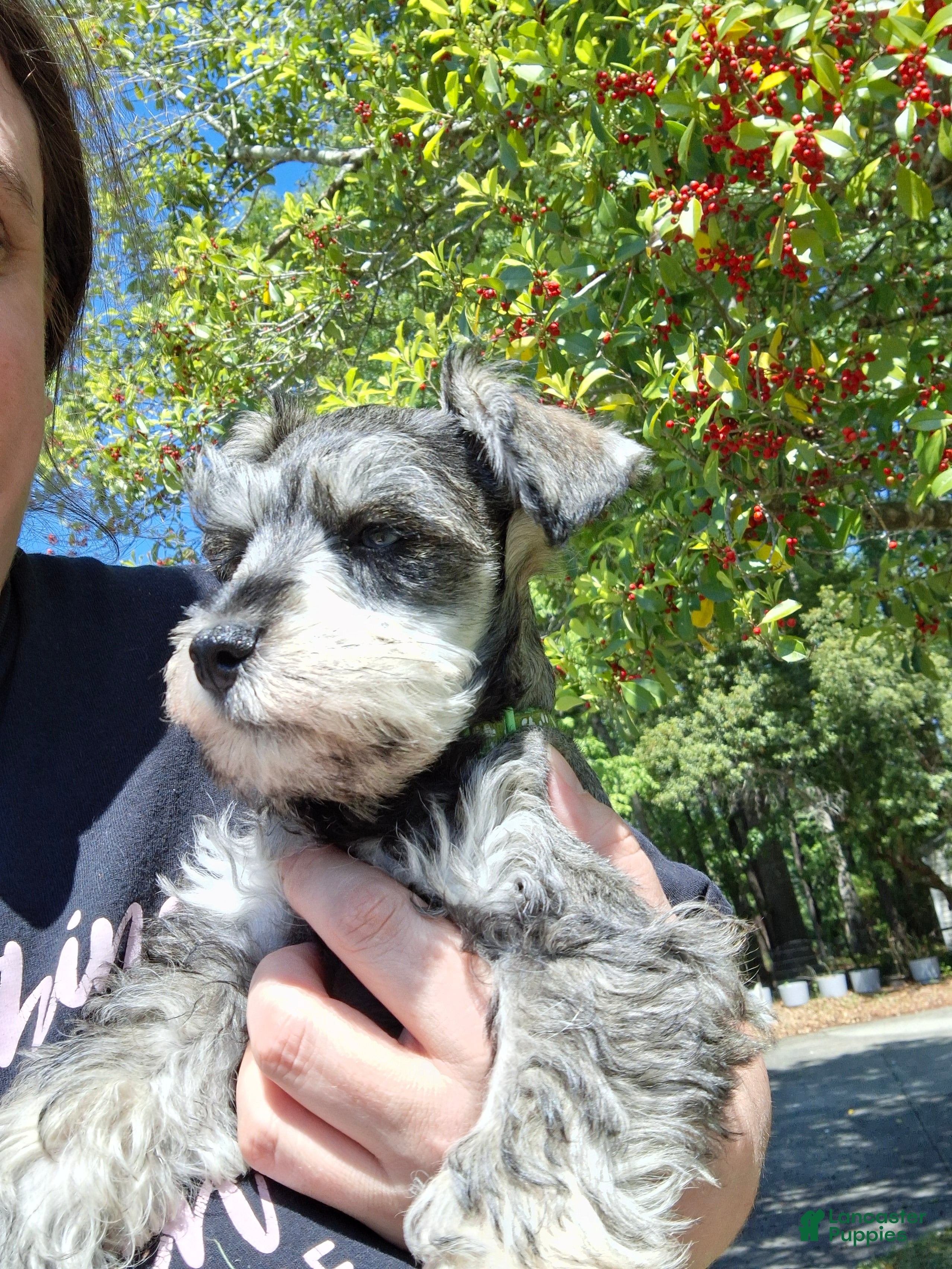 Miniature Schnauzer dogs Mr. Pickles - Ad 13