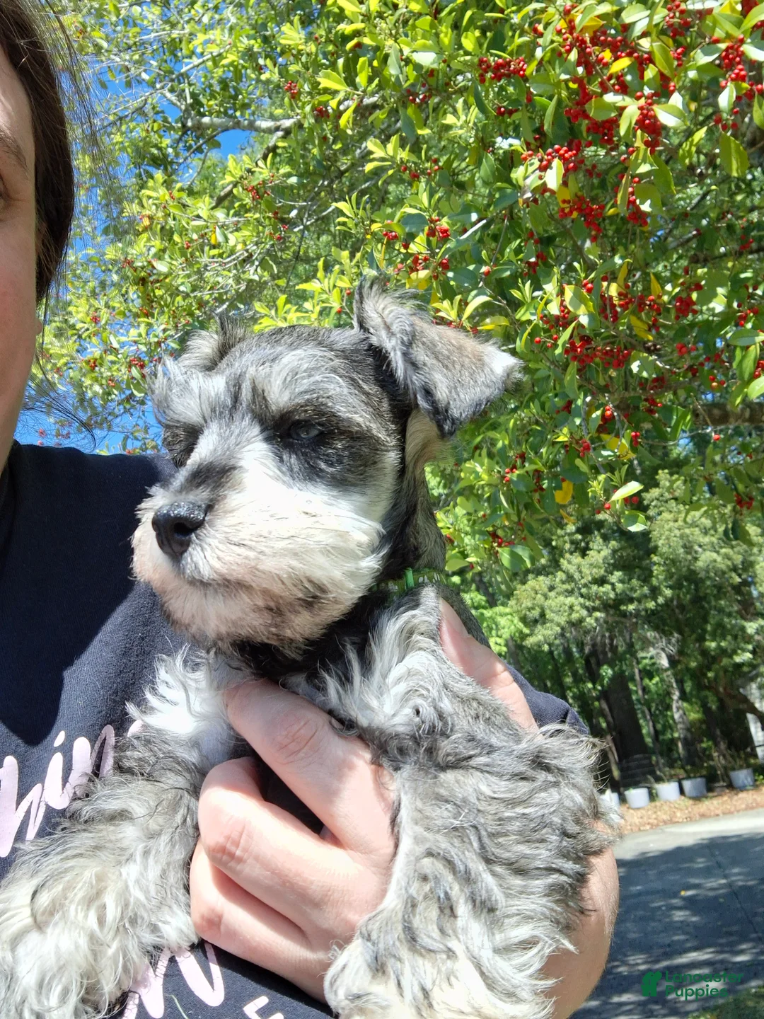 Miniature Schnauzer dogs for sale: Mr. Pickles - Ad 1