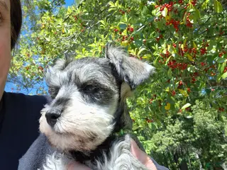 Miniature Schnauzer dogs Mr. Pickles - Ad 32