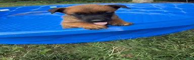 Belgian Malinois 7