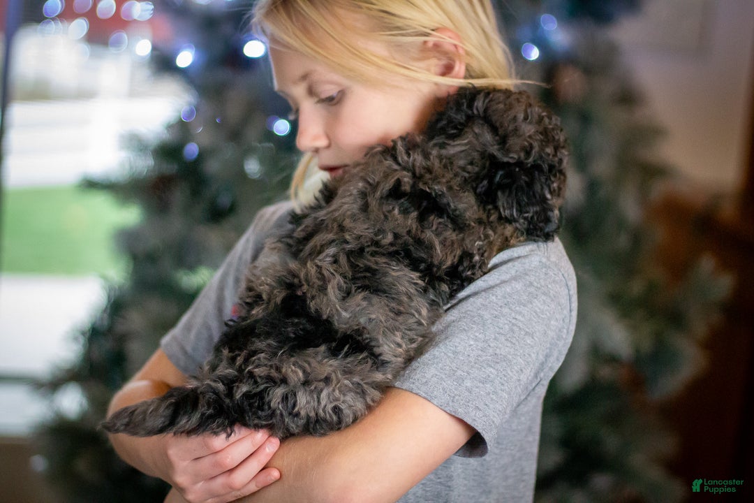 Bichpoo dogs for sale: Jingle  - Ad 5