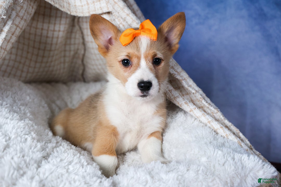 Welsh Corgi Pembroke dogs for sale: Milly - Ad 9