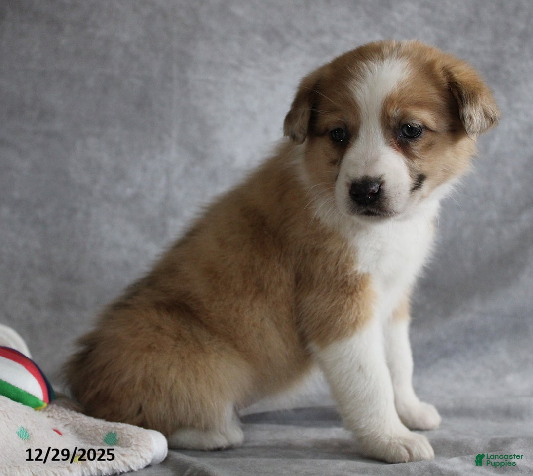 Mixed Breed dogs for sale: Amber - Ad 3