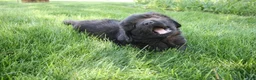 Newfoundland dogs for sale: Midnight - Ad 8