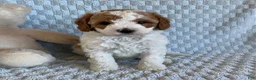 Cavapoo dogs for sale: Cheesecake - Ad 4