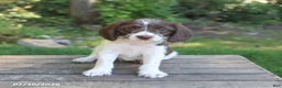 Mixed Breed dogs for sale: Winston - Ad 4