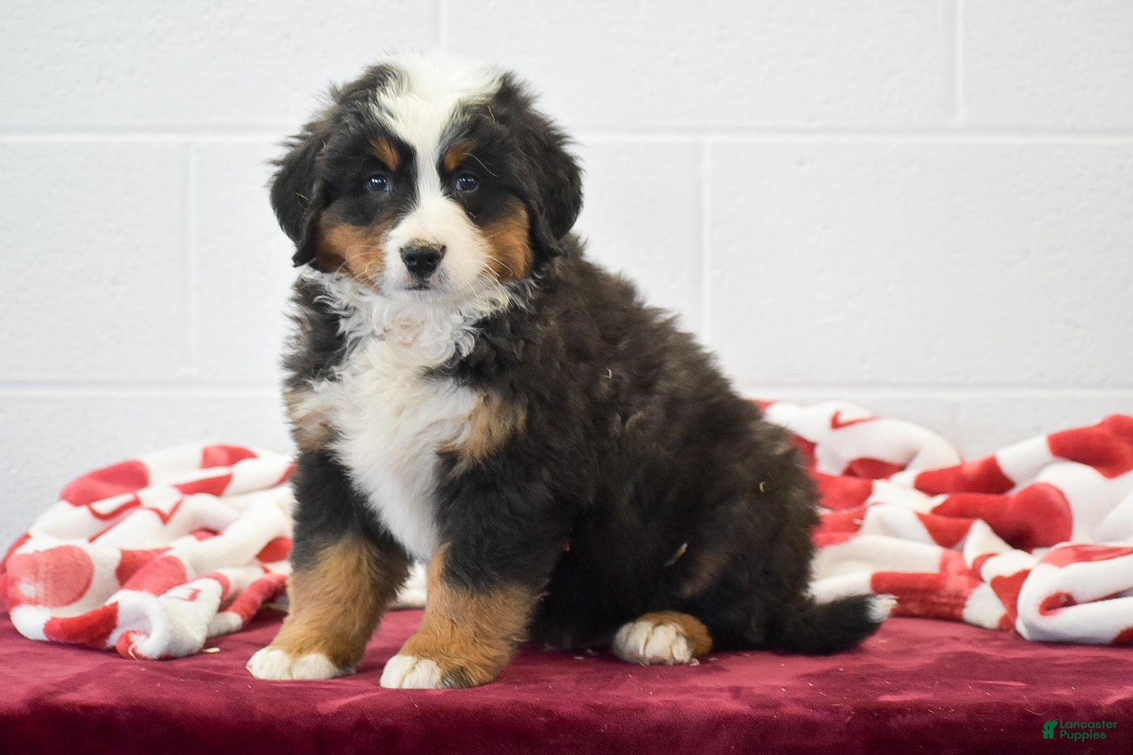 Bernese Mountain Dog dogs Pine - Ad 5