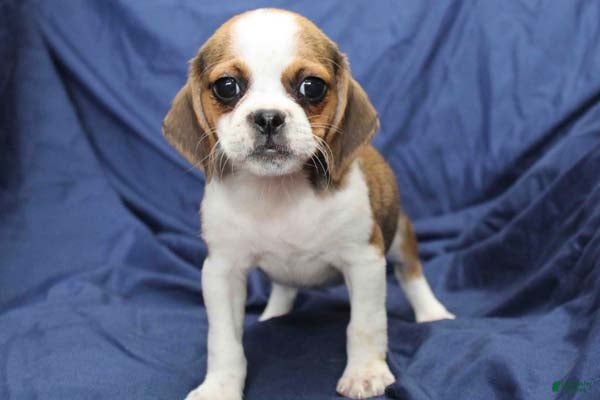 Puggle dogs Jasper - Ad 14