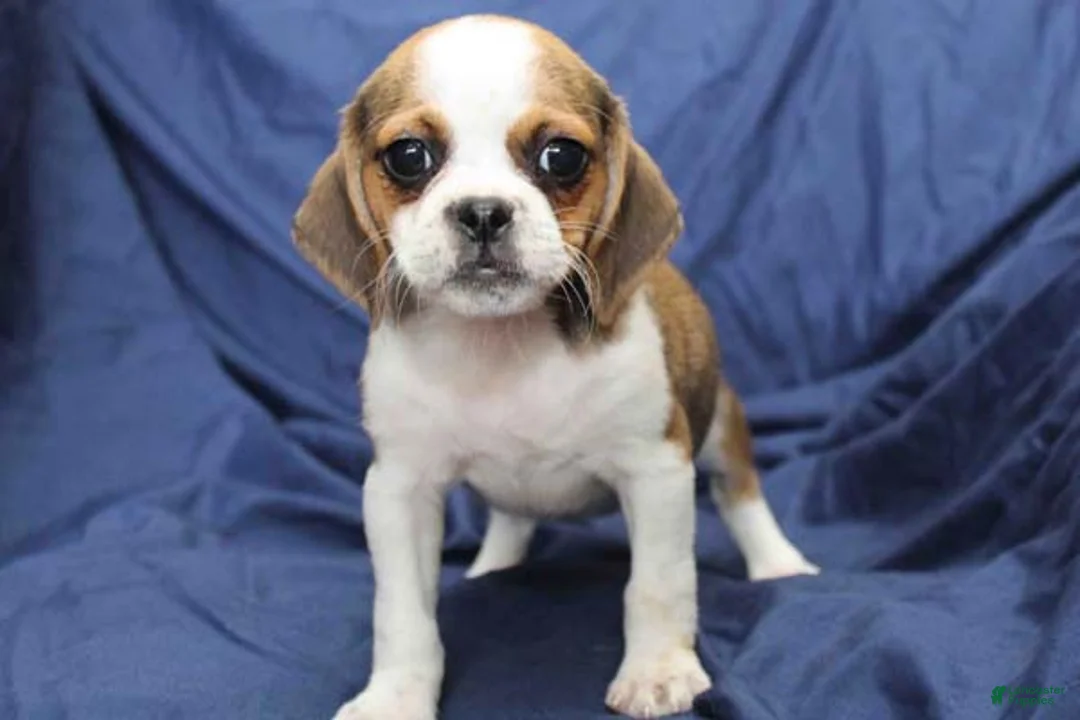 Puggle dogs for sale: Jasper - Ad 1