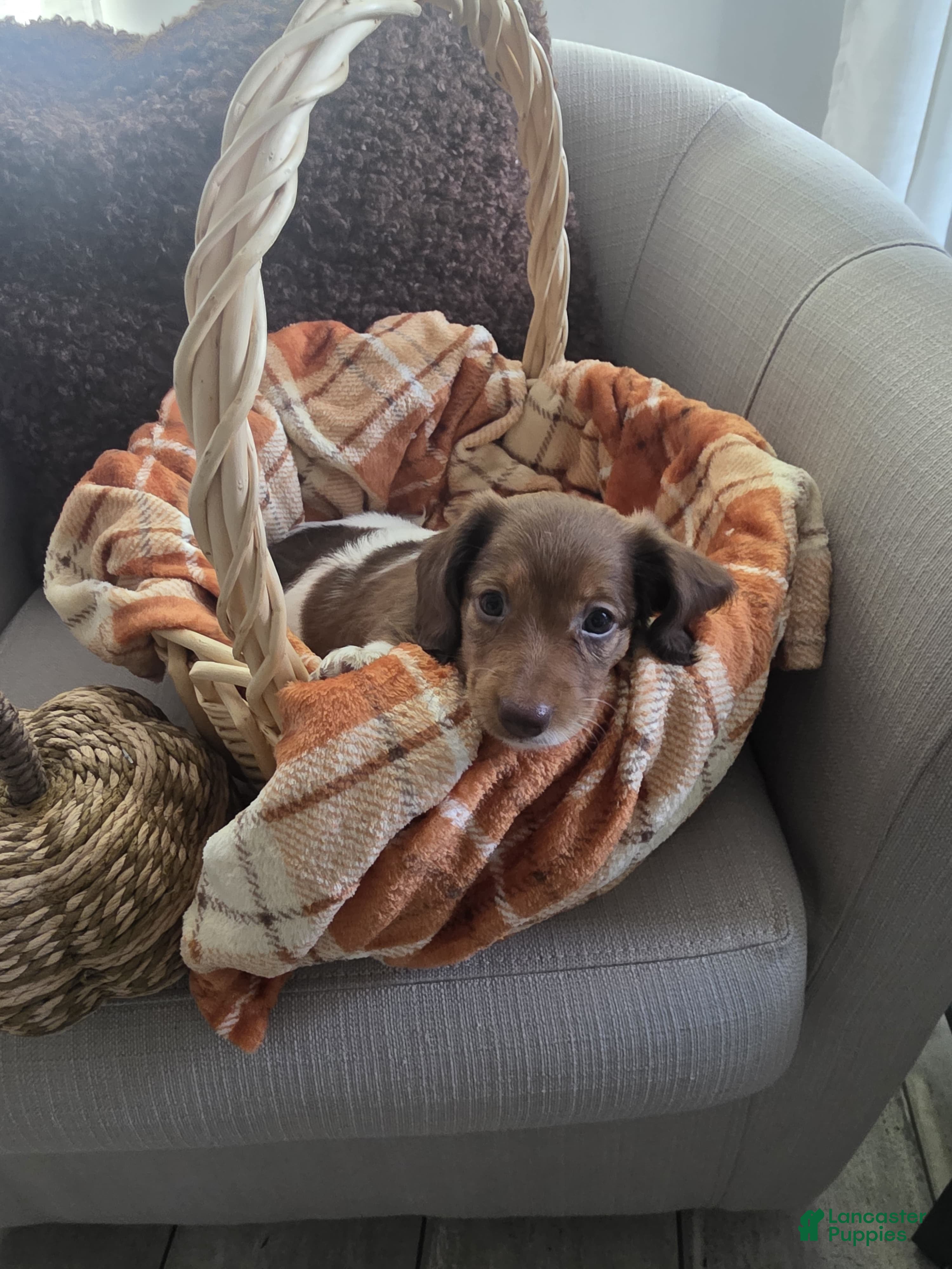 Miniature Dachshund dogs Rose - Ad 14