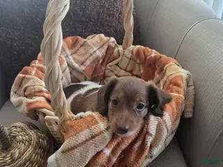 Miniature Dachshund dogs Rose - Ad 7