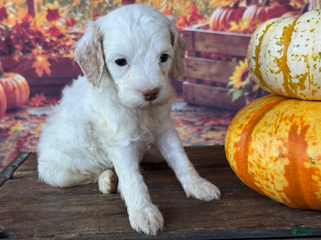 Cockapoo dogs for sale: Rosie - Ad 7