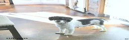 Miniature Poodle dogs for sale: Cassandra - Ad 6
