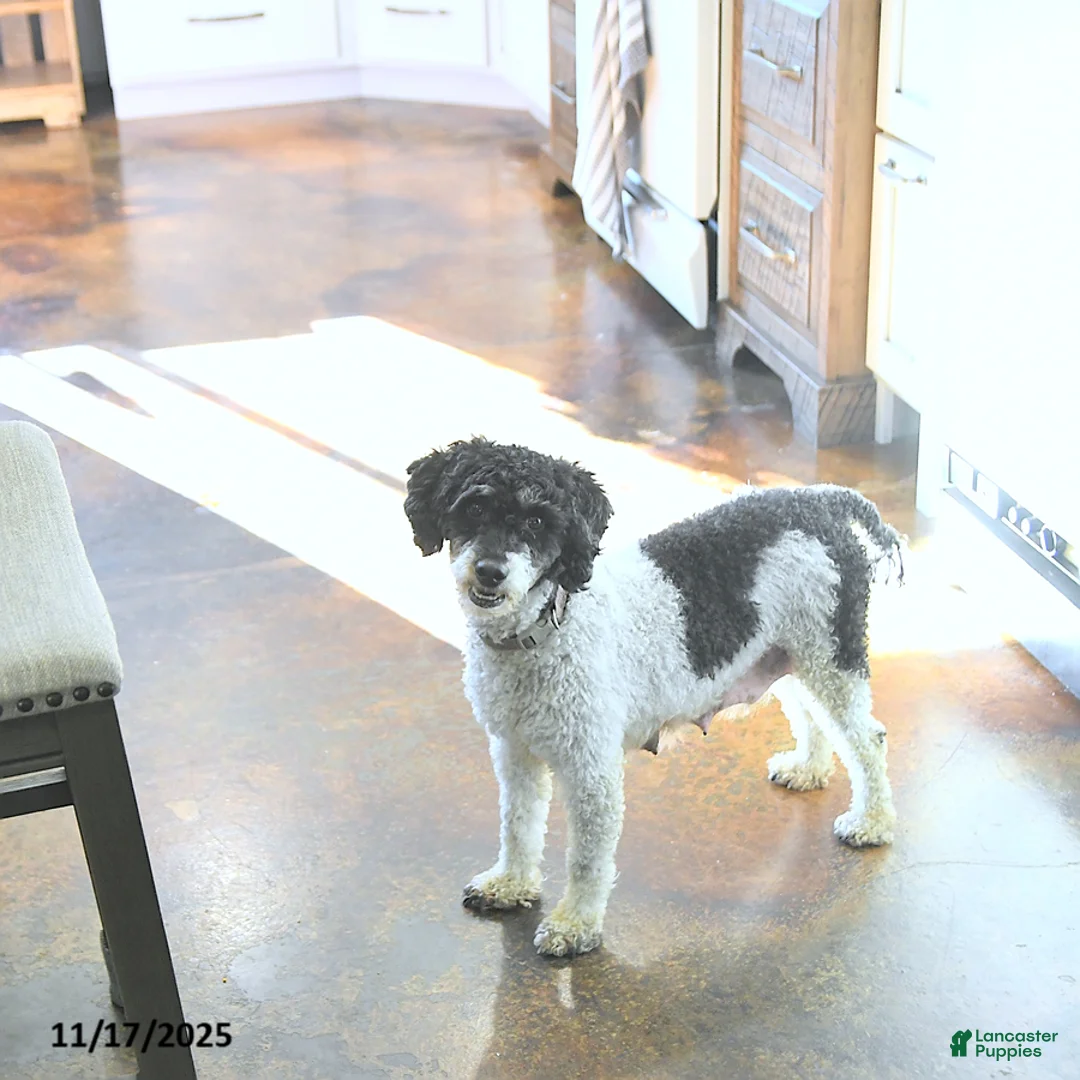 Miniature Poodle dogs for sale: Cassandra - Ad 6