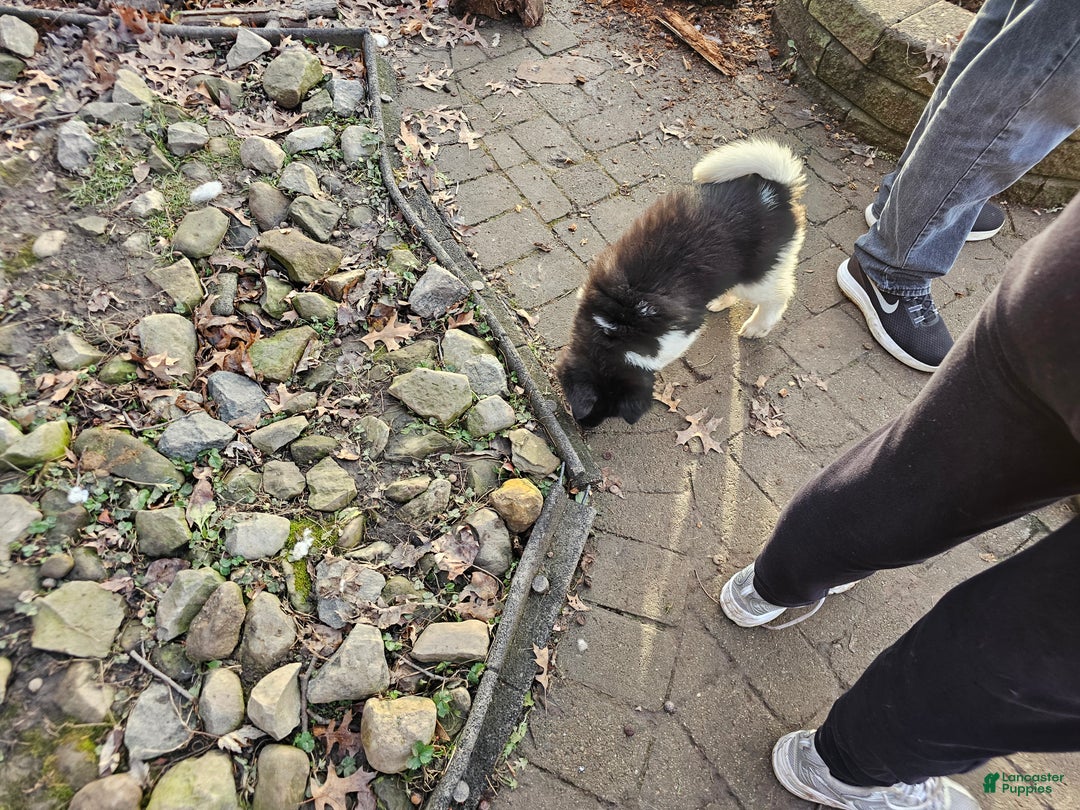 Akita dogs for sale: Domino - Ad 3