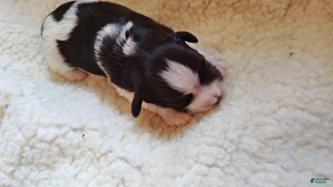 Miniature Schnauzer dogs for sale: Miniature Schnauzer Girl 2 - Ad 5