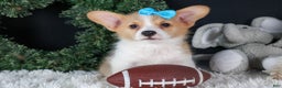 Welsh Corgi Pembroke dogs for sale: Ike - Ad 7