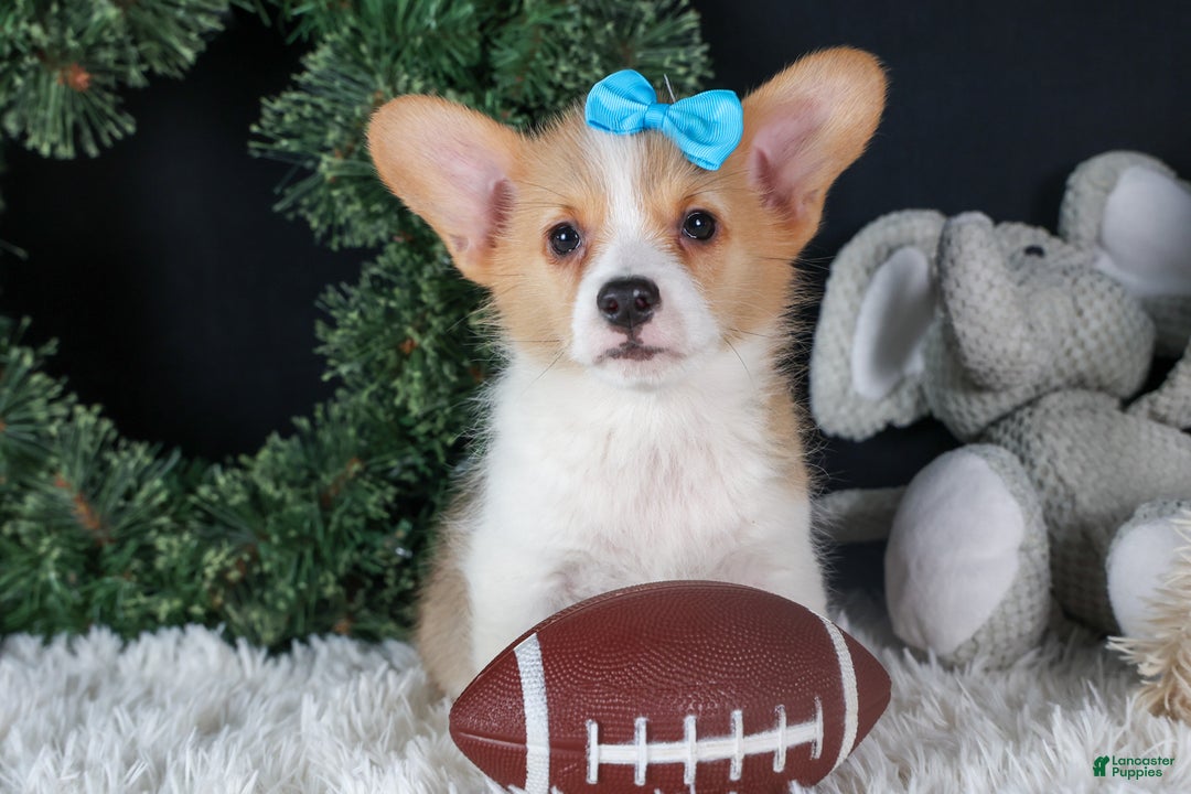 Welsh Corgi Pembroke dogs for sale: Ike - Ad 7