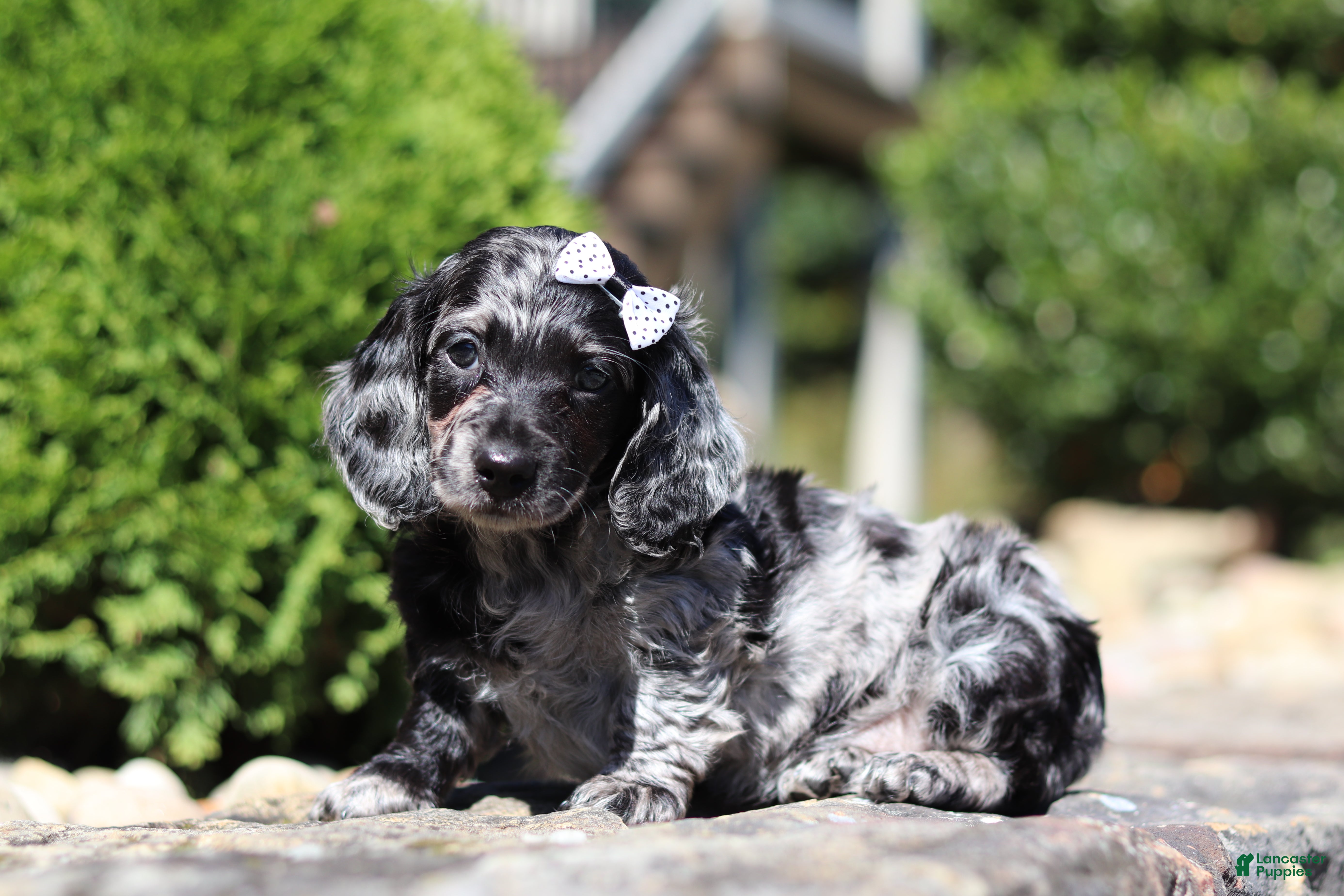 Dachshund dogs Brielle (AKC) - Ad 2