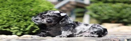 Dachshund dogs for sale: Brielle (AKC) - Ad 2
