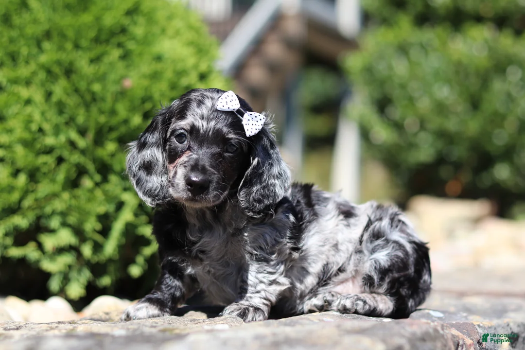 Dachshund dogs for sale: Brielle (AKC) - Ad 2