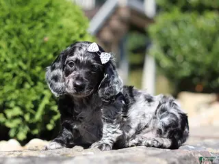 Dachshund dogs Bristol (AKC) - Ad 2