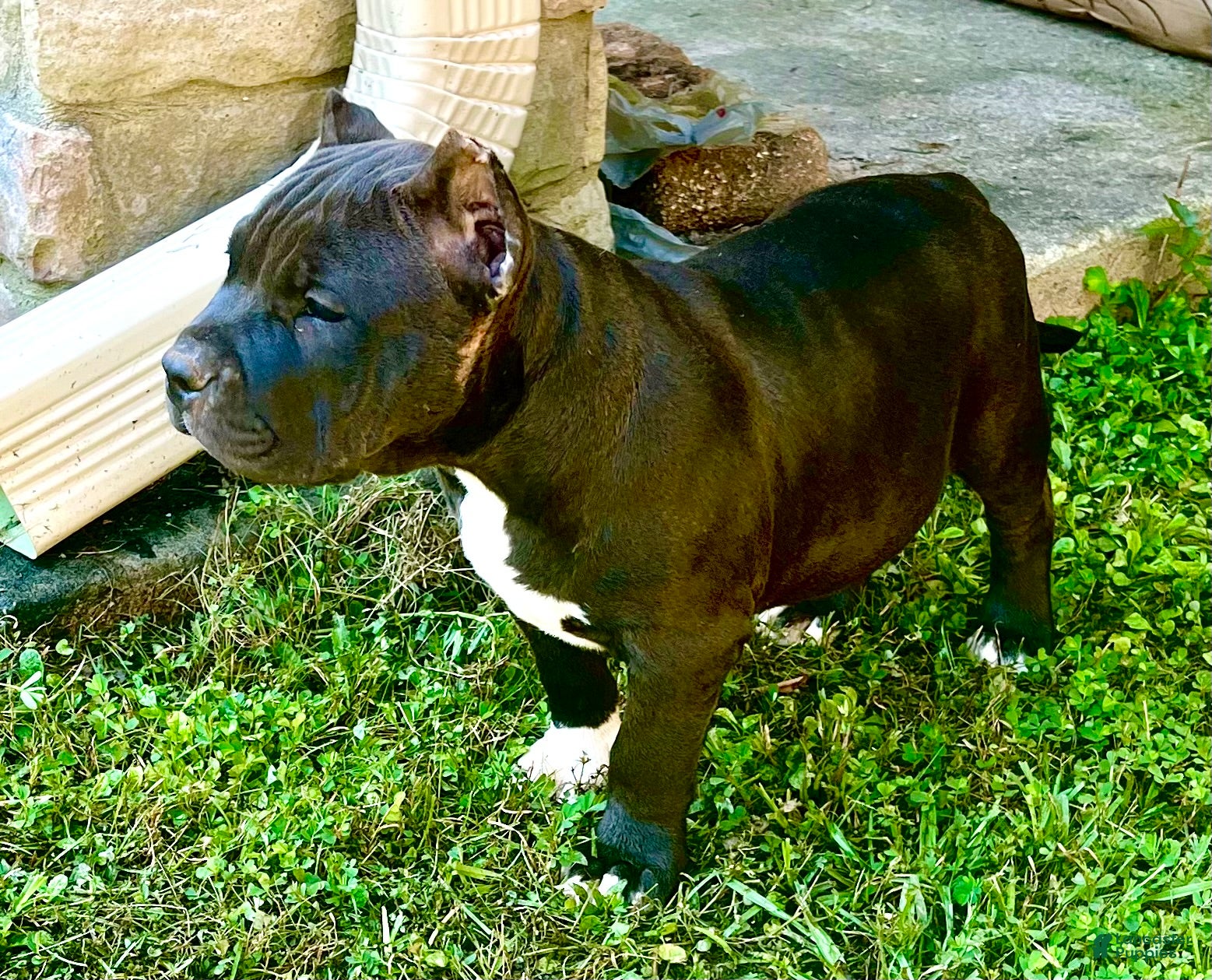 American Bully dogs American Bully Puppy “MJ” - Ad 2