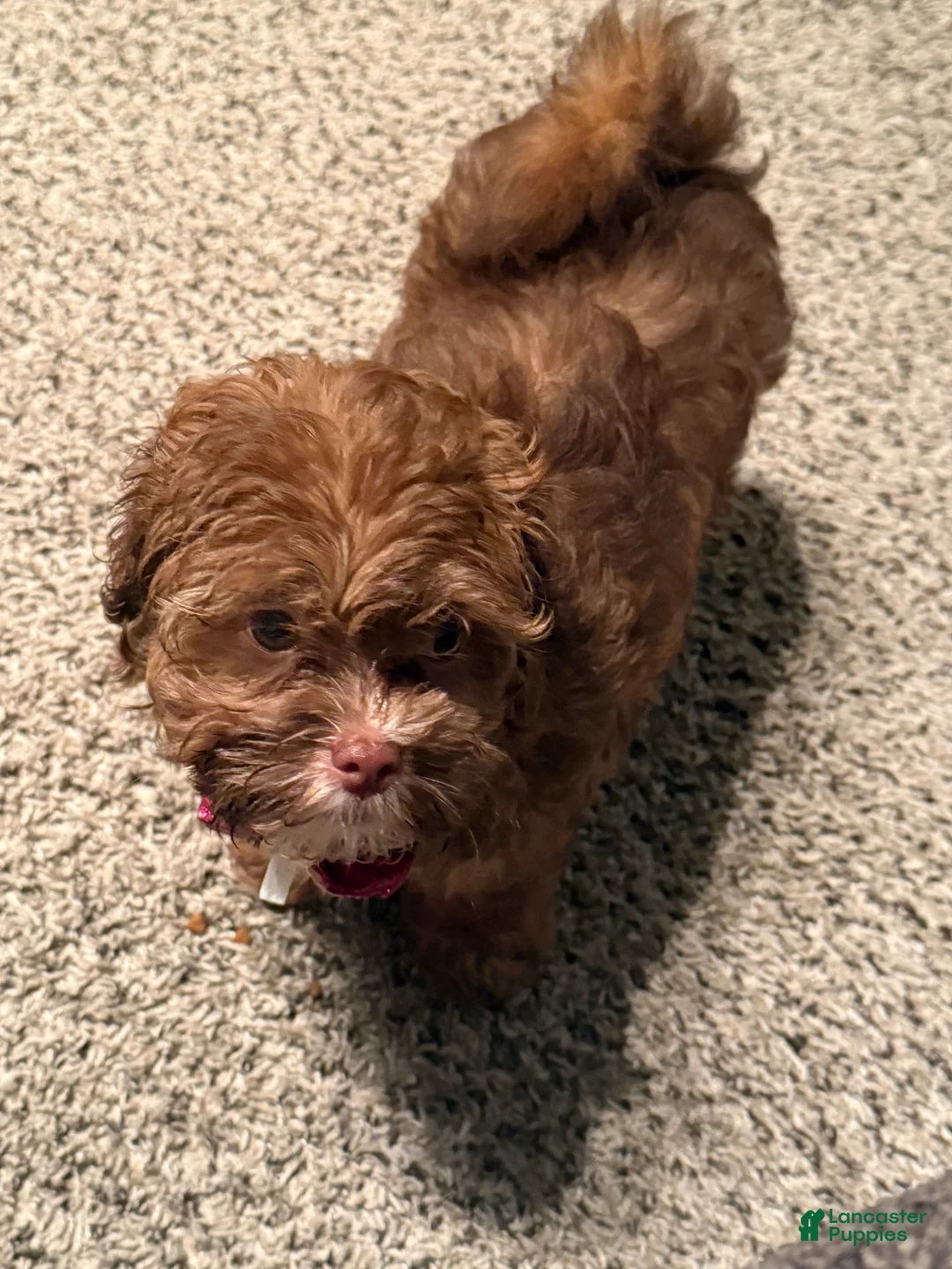 Shihpoo dogs for sale: Shihpoo Puppy 1 - Ad 3