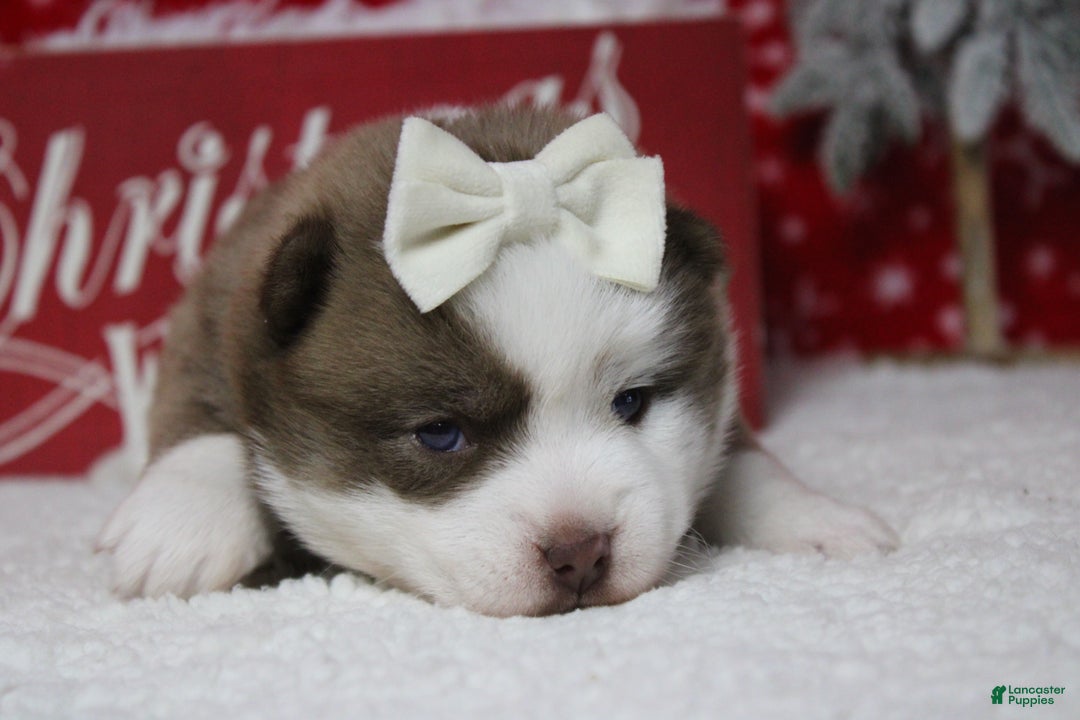 Pomsky dogs for sale: Denali  - Ad 10